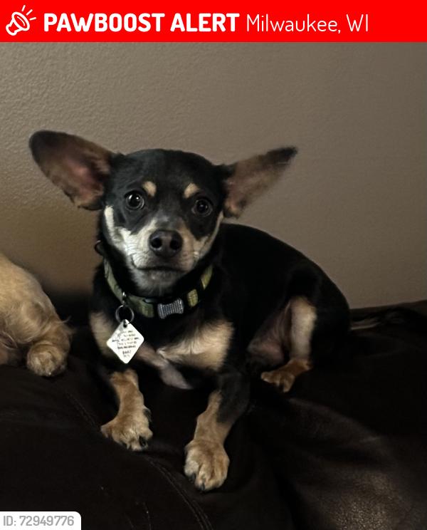 Lost Male Dog last seen 92nd and Adler Street, Milwaukee, WI 53214