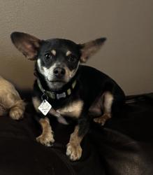 Lost Male Dog last seen 92nd and Adler Street, Milwaukee, WI 53214