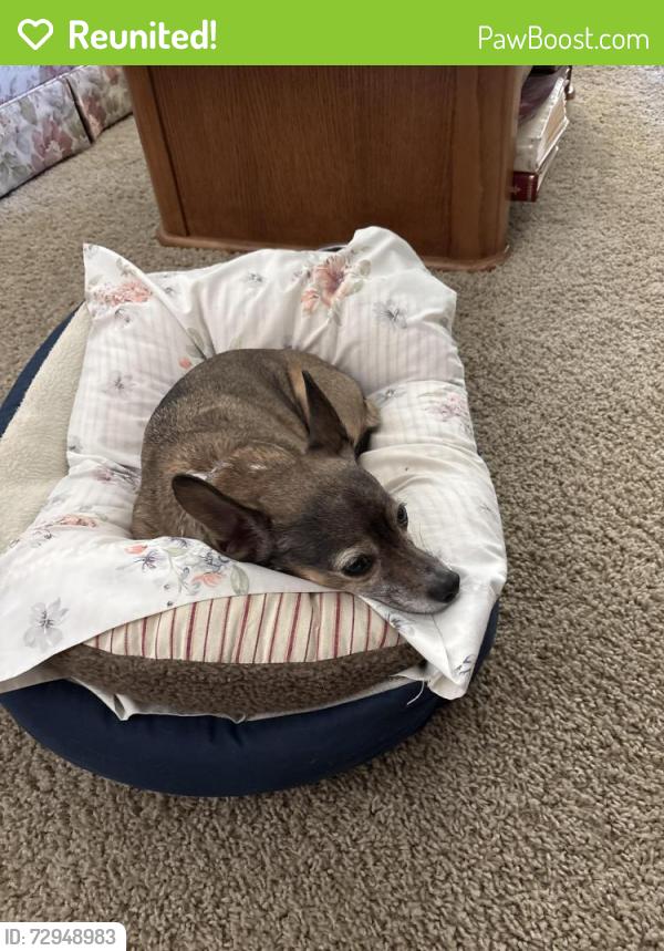 Reunited Male Dog last seen Northgate and Potomac, Sacramento, CA 95833