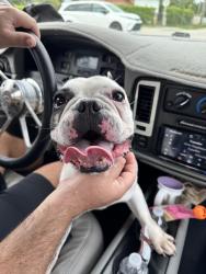 Reunited Male Dog last seen Lejeune Rd & E 16 St, Hialeah, FL 33010