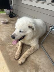 Reunited Female Dog last seen Mccaleb & Chapel Run, Montgomery, TX 77316