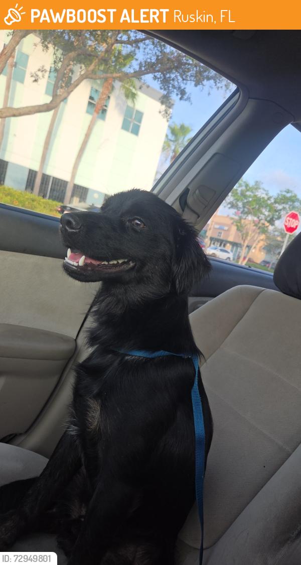 Found/Stray Male Dog last seen Oak St SW and River Dr SW, Ruskin, FL 33570