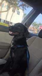 Found/Stray Male Dog last seen Oak St SW and River Dr SW, Ruskin, FL 33570