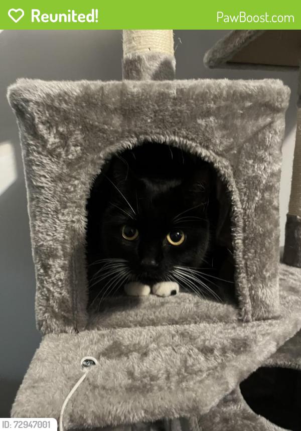 Reunited Female Cat last seen Hanford, Stoke-on-Trent, England ST4 8QL