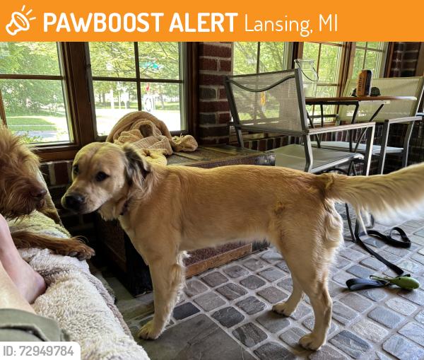 Found/Stray Female Dog last seen Sparrow Ave & Beal Ave, Lansing, MI 48910