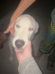 Found/Stray Male Dog last seen Ravensway dr , Houston, TX 77429
