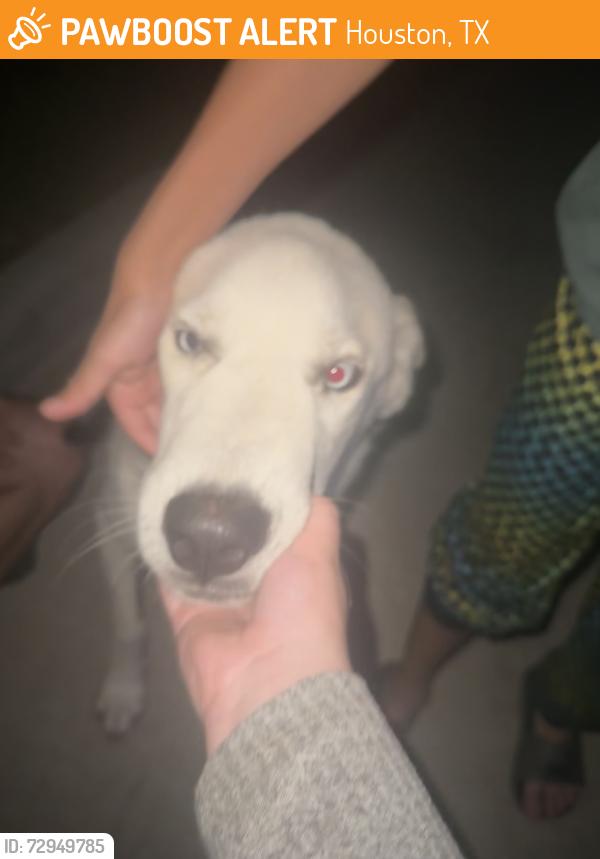 Found/Stray Male Dog last seen Ravensway dr , Houston, TX 77429