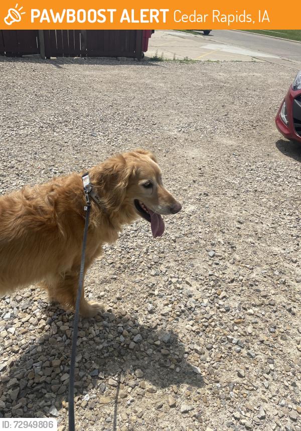 Found/Stray Male Dog last seen Wilson Ave, Cedar Rapids, IA 52404
