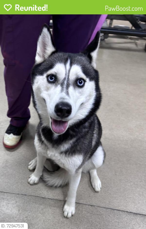 Reunited Female Dog last seen Forest drive and leisure street, Jericho, NY 11753