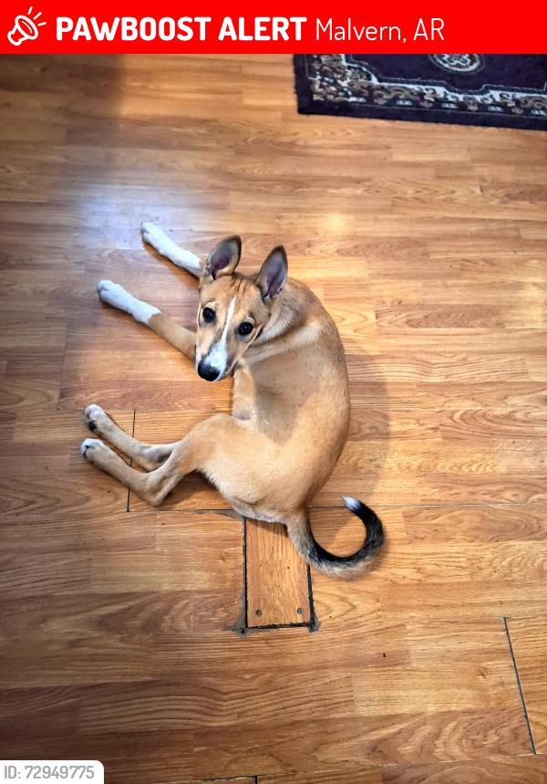 Lost Male Dog last seen JJS truck stop, Malvern, AR 72104