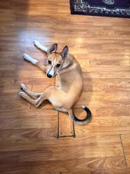 Lost Male Dog last seen JJS truck stop, Malvern, AR 72104