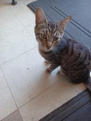 Found/Stray Unknown Cat last seen 39th St & Jefferson Ave, Newport News, VA 23607