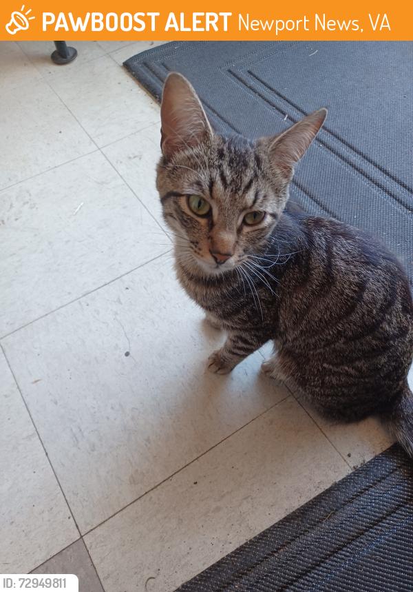 Found/Stray Unknown Cat last seen 39th St & Jefferson Ave, Newport News, VA 23607