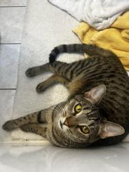 Reunited Male Cat last seen Wetherington Neighborhood , West Chester Township, OH 45069