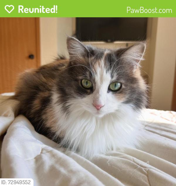 Reunited Female Cat last seen Woodland Road and Shawano Ave , Howard, WI 54313