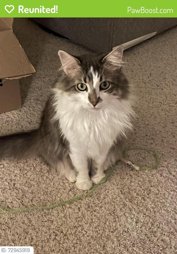 Reunited Male Cat last seen N Marlborough Dr and Kensington Ave, Shorewood, WI 53211