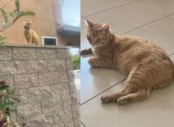Lost Male Cat last seen Rancho Bella Vista * White Dove Lane/ Rockinghorse Rd, Murrieta, CA 92563