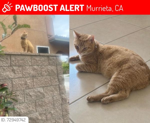 Lost Male Cat last seen Rancho Bella Vista * White Dove Lane/ Rockinghorse Rd, Murrieta, CA 92563