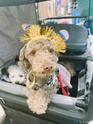 Reunited Female Dog last seen The woods , San Jose, CA 95136