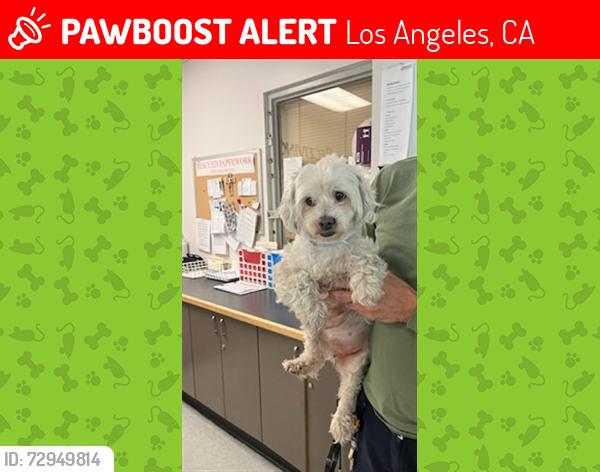 Lost Female Dog last seen 17th and e San Pedro st Los Angeles CA , Los Angeles, CA 90015