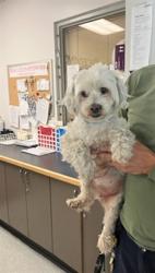 Lost Female Dog last seen 17th and e San Pedro st Los Angeles CA , Los Angeles, CA 90015