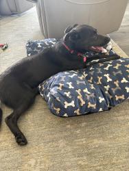 Found/Stray Female Dog last seen Kings lake sno park Usk WA, Snohomish County, WA 98272
