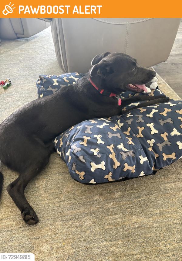 Found/Stray Female Dog last seen Kings lake sno park Usk WA, Snohomish County, WA 98272