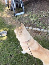 Reunited Female Dog last seen Summer wood Neighborhood, Short Pump, VA 23233