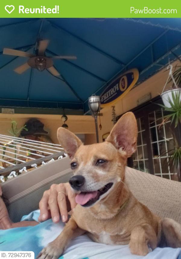 Reunited Female Dog last seen Leonard rd and se grand dr, Port St. Lucie, FL 34952