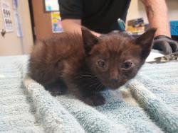 Shelter Stray Male Cat last seen Near Heritage Street, Oceanside, CA, 92058, Oceanside, CA 92058