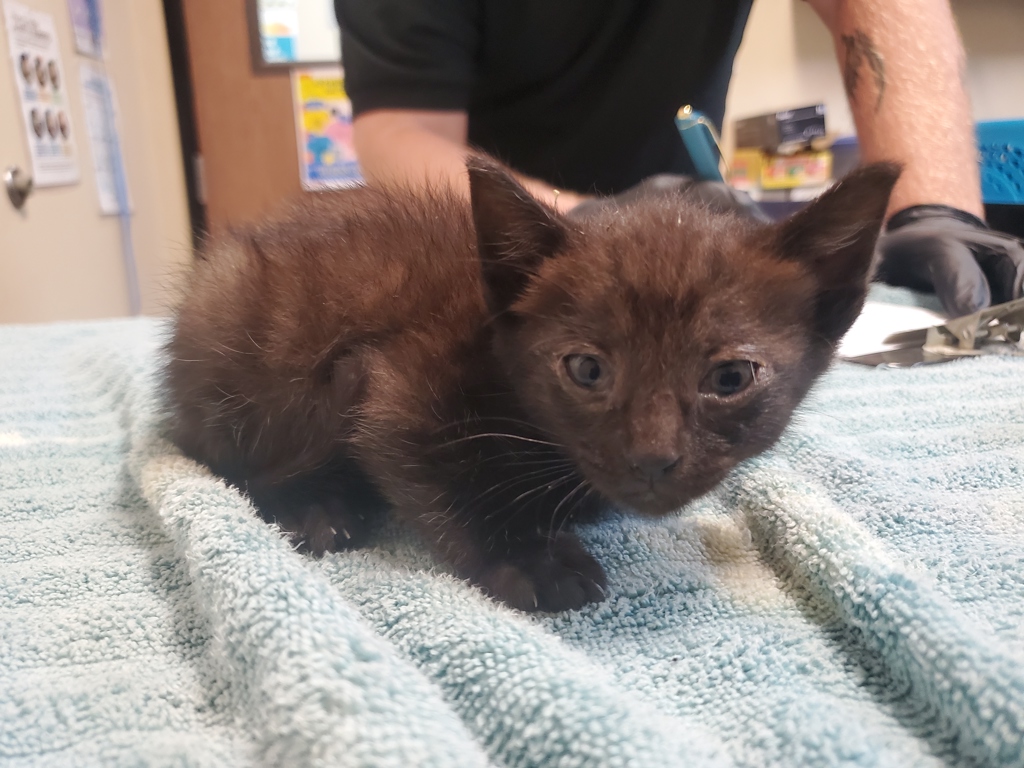 Shelter Stray Male Cat last seen Near Heritage Street, Oceanside, CA, 92058, Oceanside, CA 92058