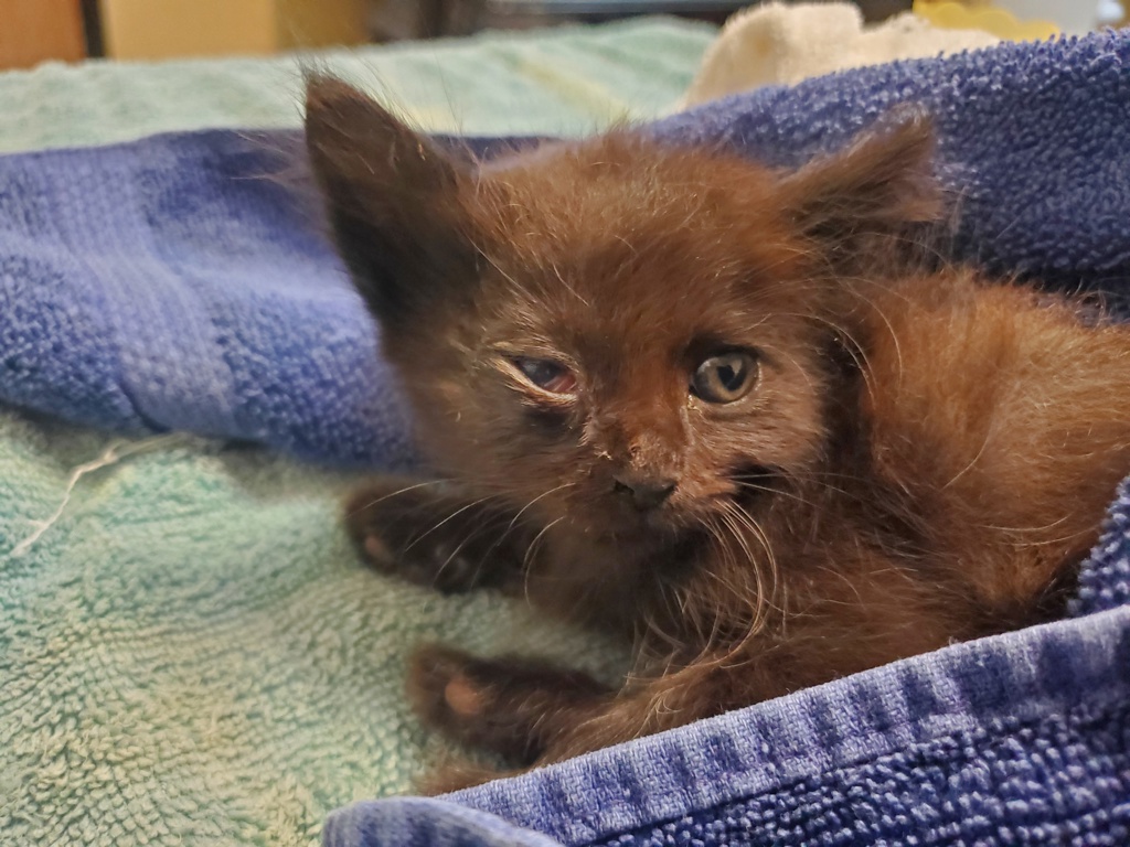 Shelter Stray Male Cat last seen Near Heritage Street, Oceanside, CA, 92058, Oceanside, CA 92058