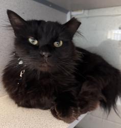 Shelter Stray Male Cat last seen Near S Mission Road, SALT LAKE CITY, UT, 84104, Taylorsville, UT 84123