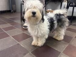 Shelter Stray Female Dog last seen 95th Street, NEW YORK, NY, 10025, New York, NY 10029