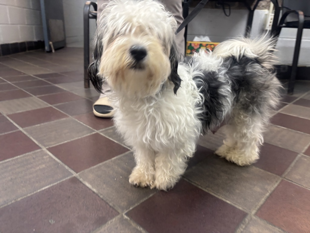 Shelter Stray Female Dog last seen 95th Street, NEW YORK, NY, 10025, New York, NY 10029
