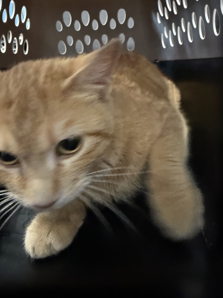 Shelter Stray Female Cat last seen Near E 17th Street, NORWALK, IA, 50211, Des Moines, IA 50313