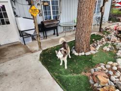 Reunited Female Dog last seen Hodgen & Meridian , El Paso County, CO 80908