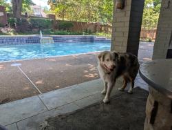 Found/Stray Unknown Dog last seen Arkansas Lane and Bay Club Drive, Arlington, TX 76016