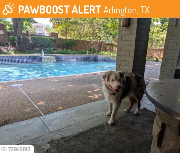 Found/Stray Unknown Dog last seen Arkansas Lane and Bay Club Drive, Arlington, TX 76016