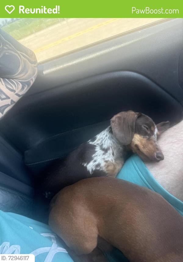 Reunited Female Dog last seen route 63, Bay, AR 72411