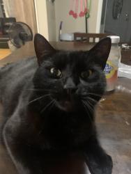 Reunited Male Cat last seen Rumford and Commonwealth , Lowell, MA 01852