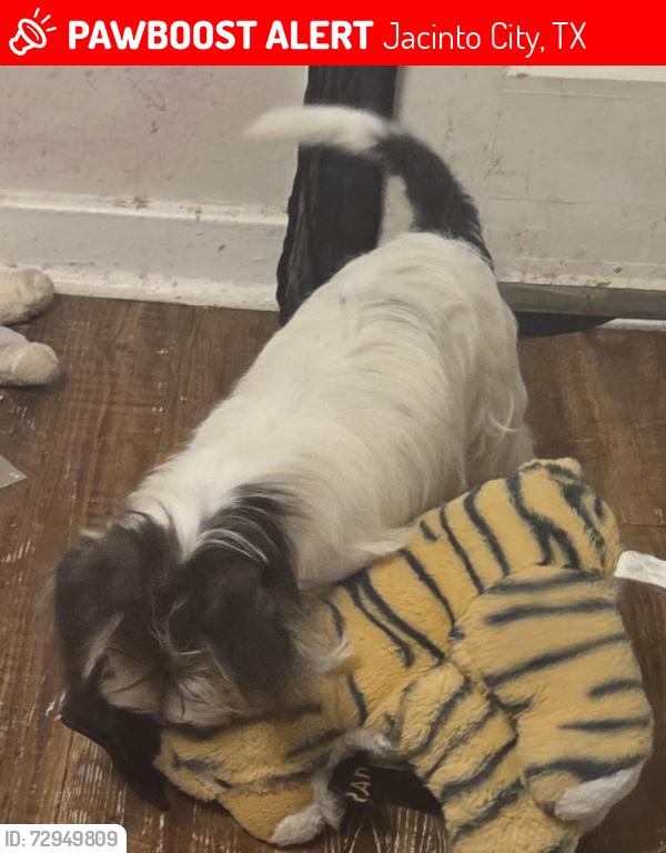 Lost Male Dog last seen Holland and Munn, Jacinto City, TX 77029