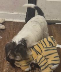 Lost Male Dog last seen Holland and Munn, Jacinto City, TX 77029