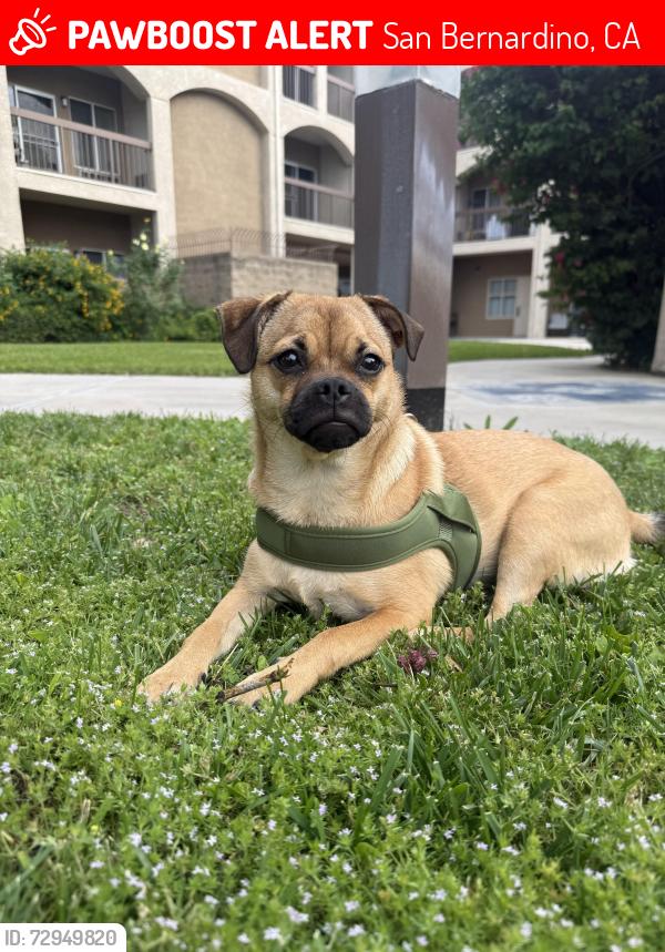 Lost Female Dog last seen Pennsylvania Ave, San Bernardino, CA 92410