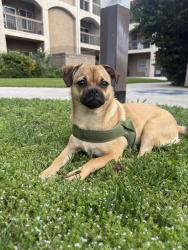 Lost Female Dog last seen Pennsylvania Ave , San Bernardino, CA 92410