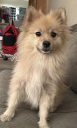 Found/Stray Male Dog last seen Oakwood Villa Apartments, Jacksonville, FL 32211