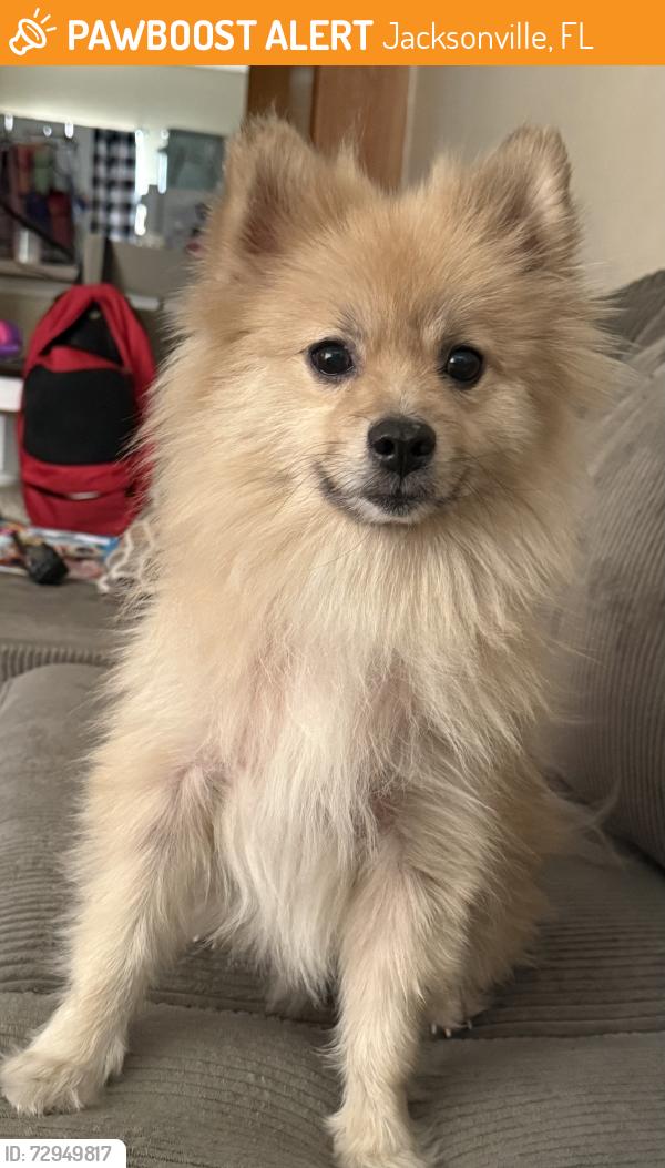 Found/Stray Male Dog last seen Oakwood Villa Apartments, Jacksonville, FL 32211