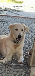 Lost Female Dog last seen Ave. 178, Tulare County, CA 93267