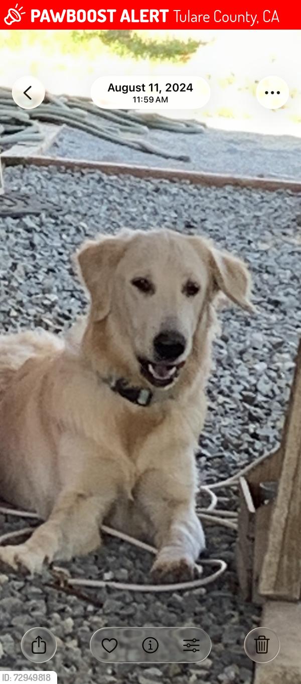 Lost Female Dog last seen Ave. 178, Tulare County, CA 93267