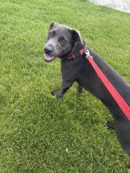 Found/Stray Female Dog last seen Kings Lake Sno Park Usk, WA, Usk, WA 99180